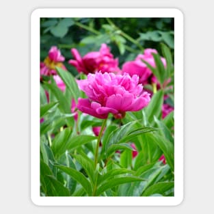 Pink Peony Sticker